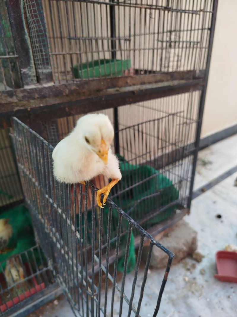 ASEEL JAVA CHICKS AVAILABLE 2