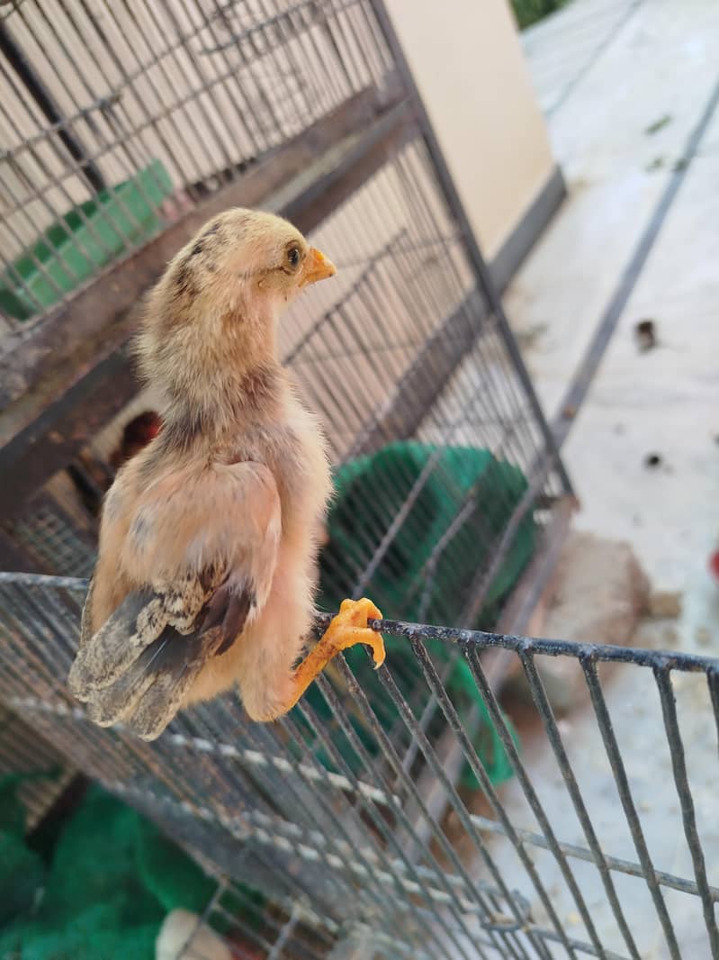 ASEEL JAVA CHICKS AVAILABLE 3