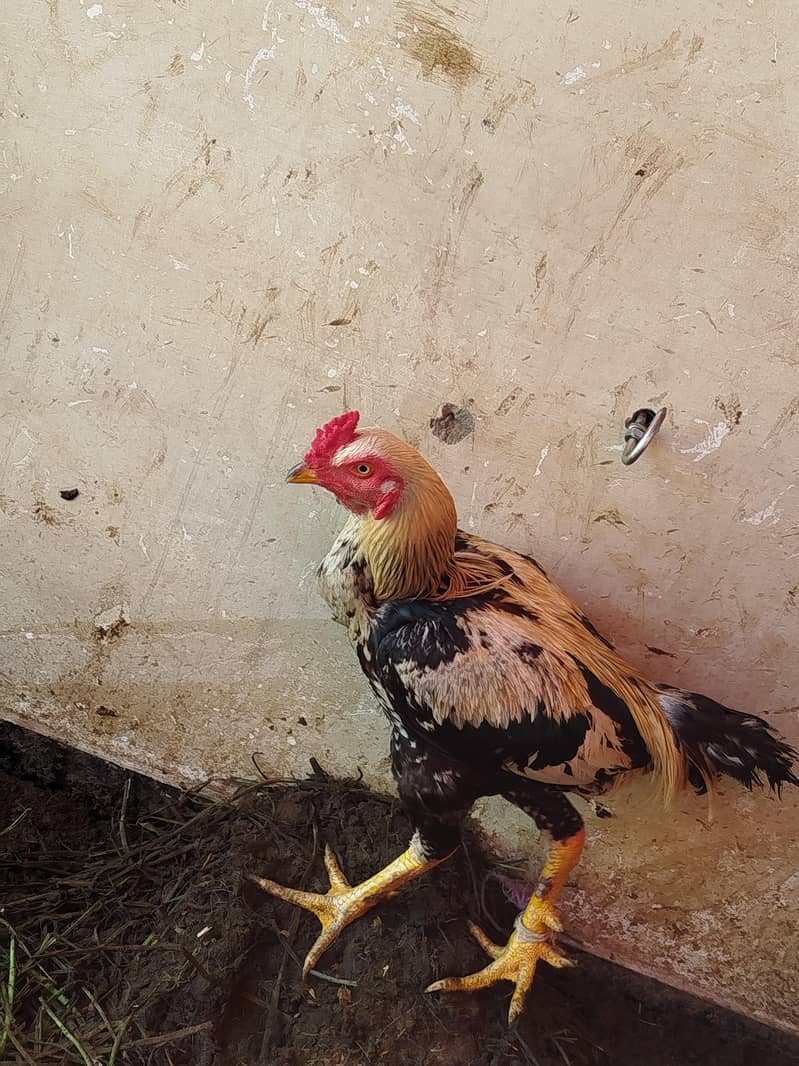 ASEEL JAVA CHICKS AVAILABLE 4