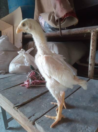 shamo assel female number 03290608033 wattsap