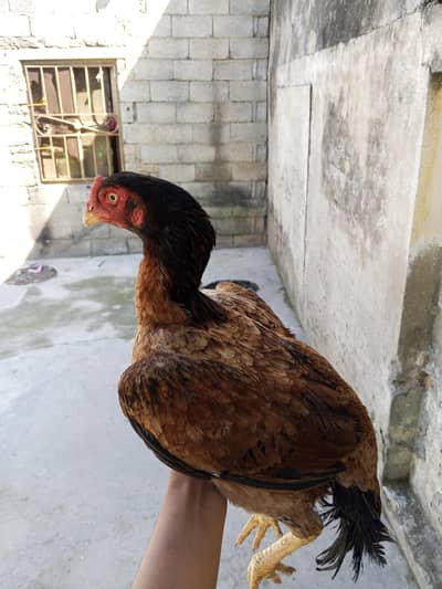 Aseel pathi for sale