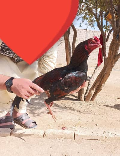 10 moth ka pattah ha full mast chot ke par laga ha