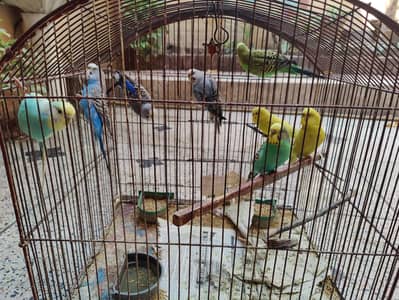 4 Pairs & 2 Male with 2 Cages