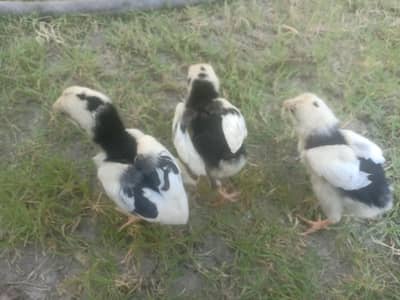 chicls for sale phone num 03062210612