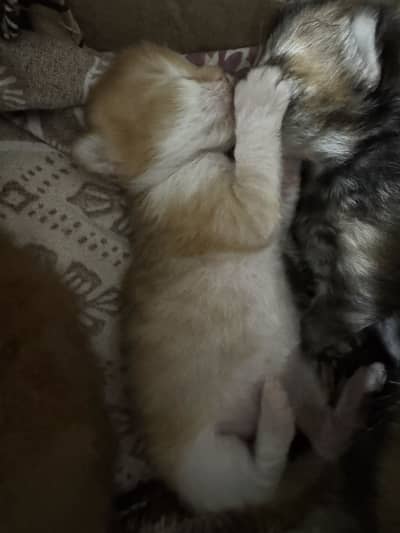 Pure Persian Kittens for Sale  | Healthy & Fluffy Cats