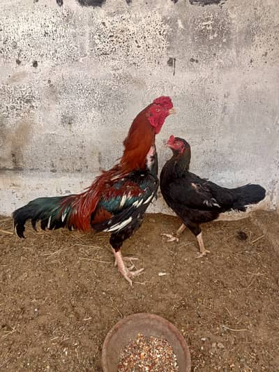 aseel mianwali pair