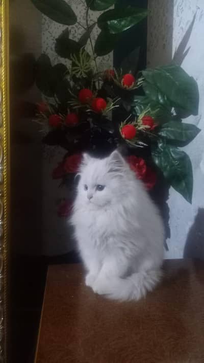 Russian cat blue and green eyes