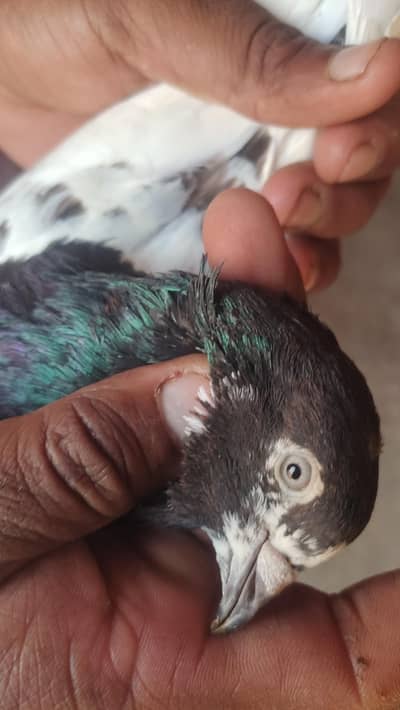 Mehro wly kabotr or pure ferozpuri Male