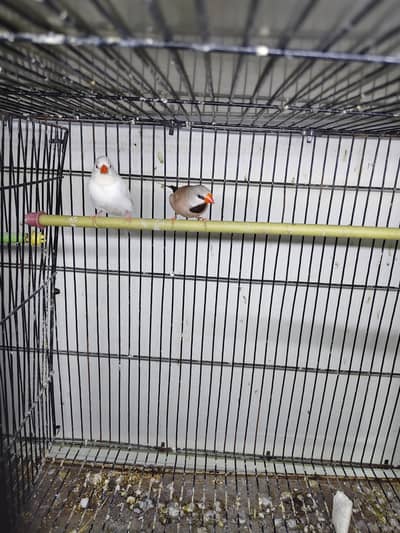 albino and fone shaf tails finches