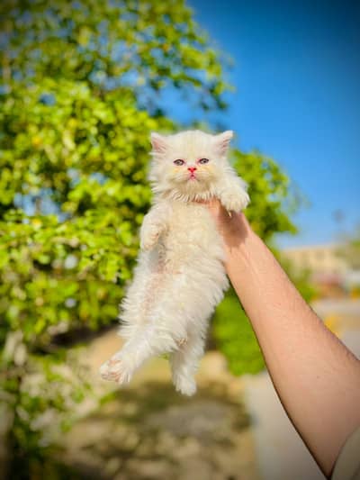 QUALITY KITTENS PUNCH X DOLL FACE