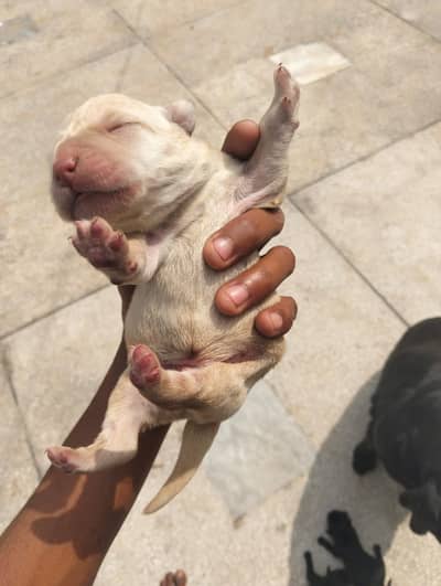 New born Labrador pupies