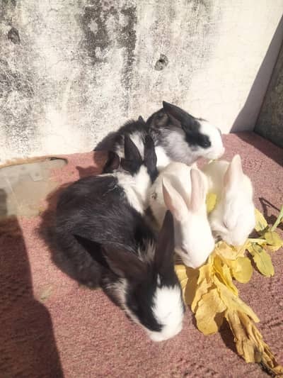 rabbits bunny for sale per piece 600