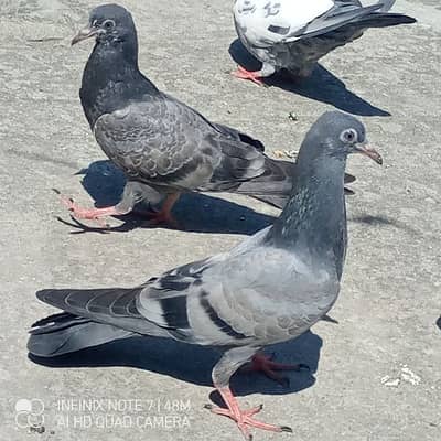 neely kamagar kabootar k bache