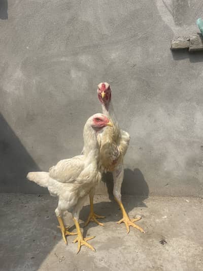 White Shamo | Aseel Shamo | Shamo Pair | Hopeland