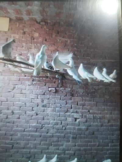 kabotr you 03054000566