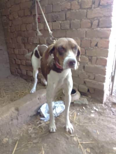 English pointer breeder female for sale