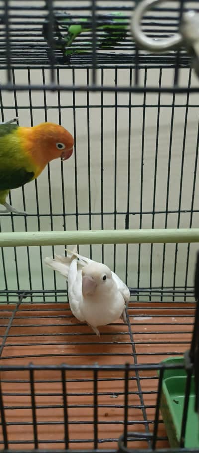 lovebirds age 1 year above