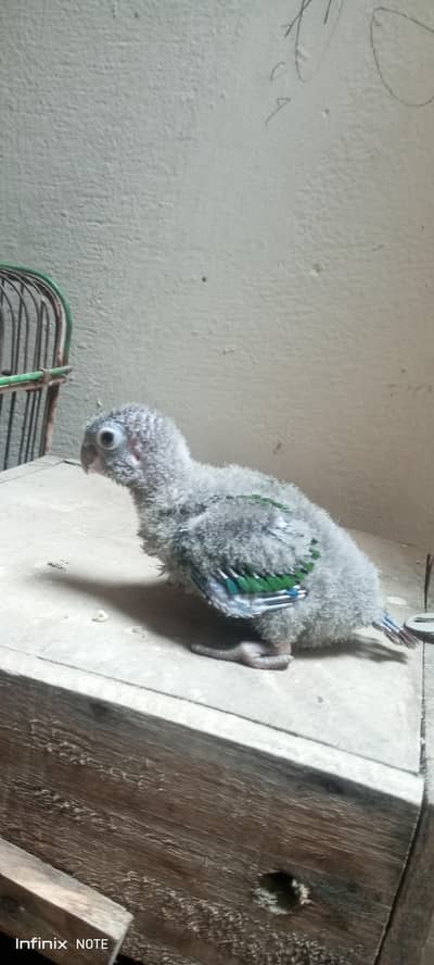 Green Chick Conure babies