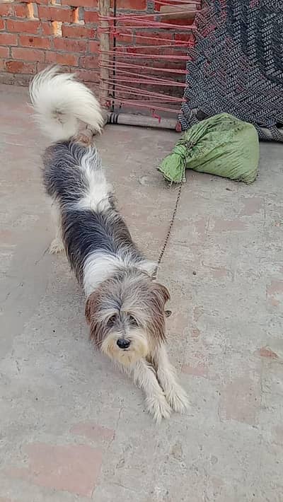 poodle poodle male top quality poodle