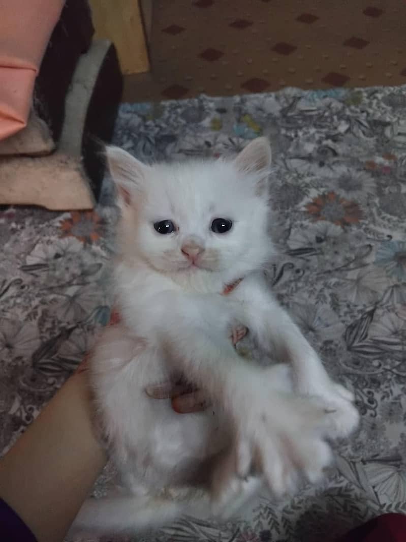 Persian kittens 1