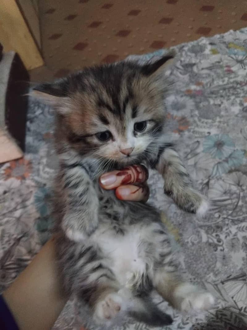Persian kittens 3