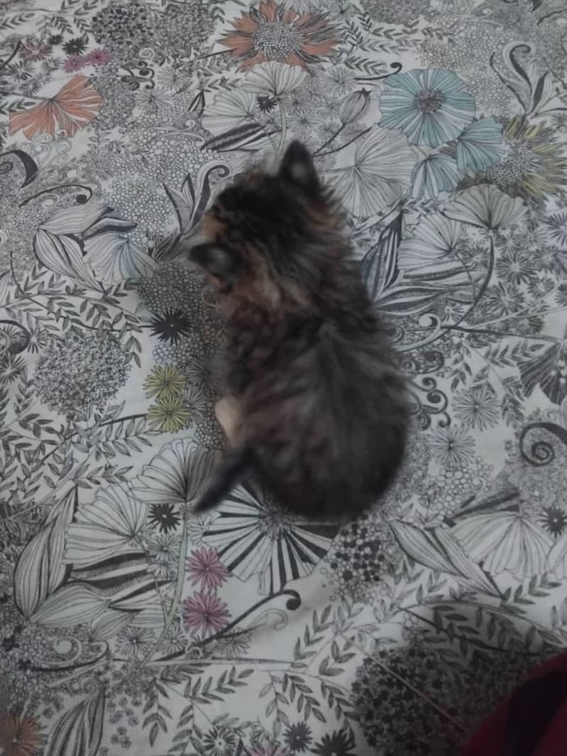 Persian kittens 4