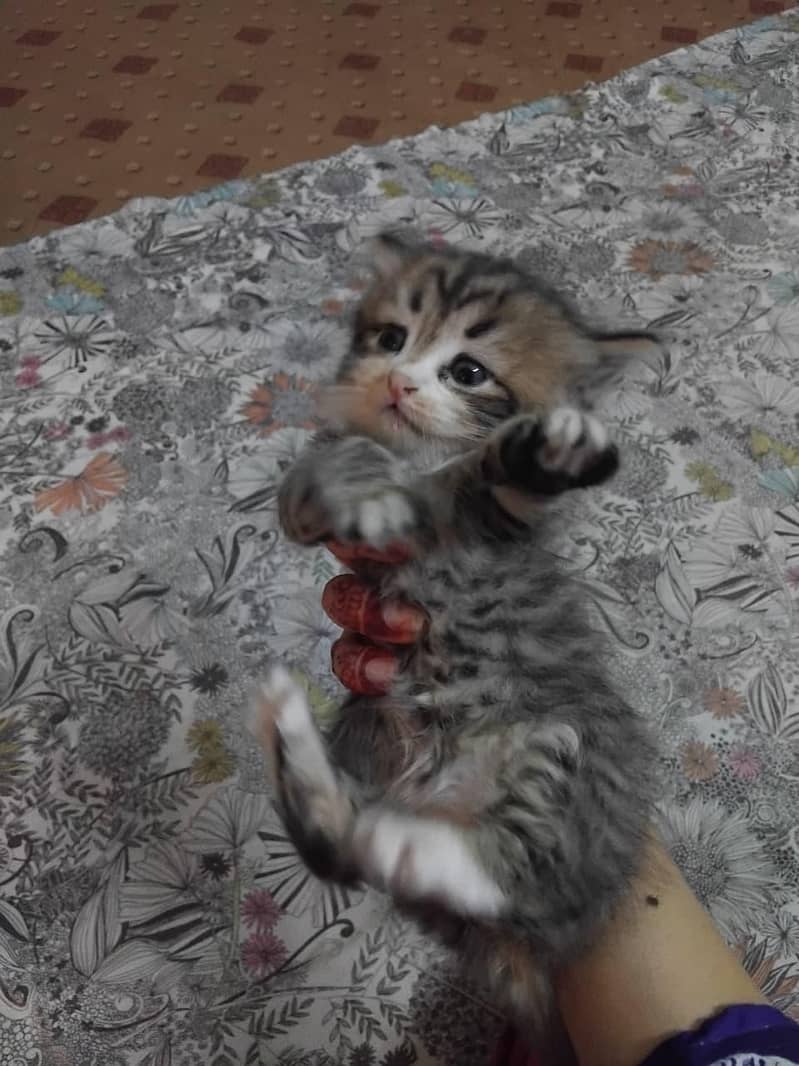Persian kittens 5
