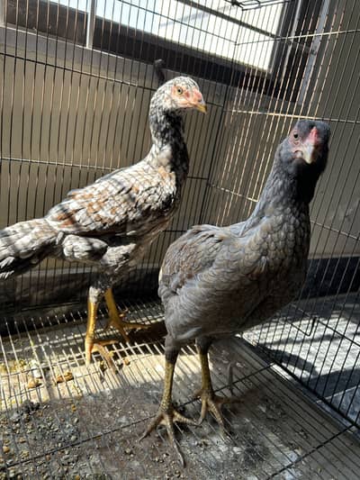 Very beautiful females , 7 months old , old blood line