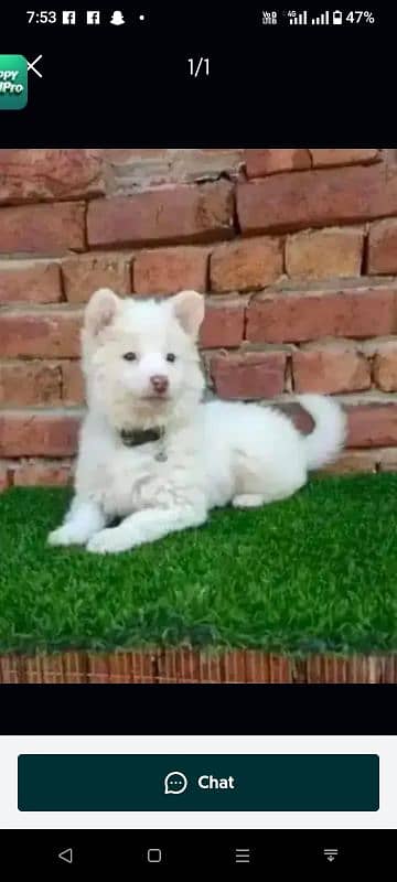Russian puppy dog for sale only Whatsapp 03327945291