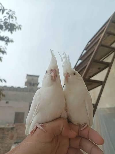 cockatiel fly tame pair only for loving family not for breeders