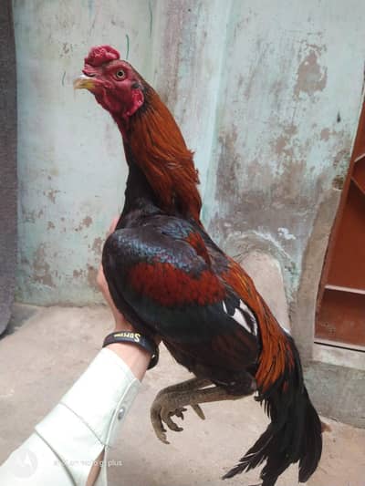 Thai murga bhut achi quality me hai  shoq karne Wala rabtha karo