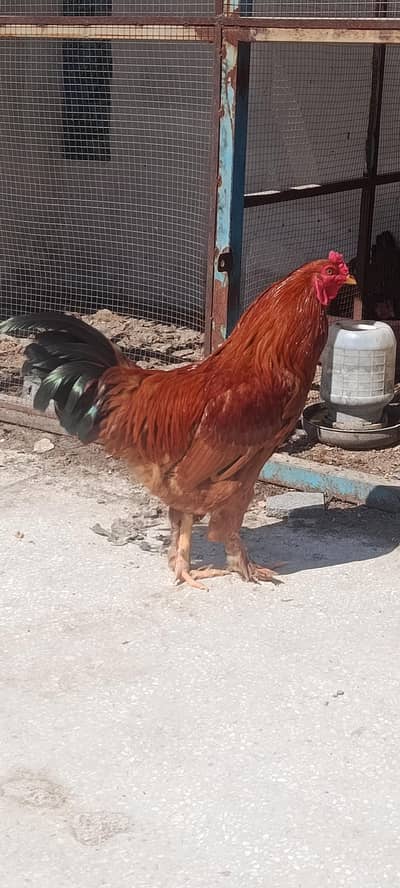 Heavy Buff x Aseel Male Rooster for Sale
