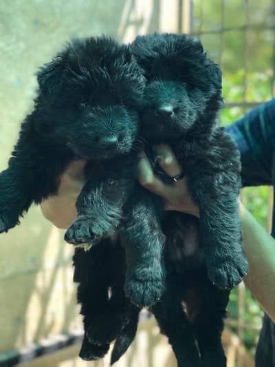 German shepherd Long coat puppies