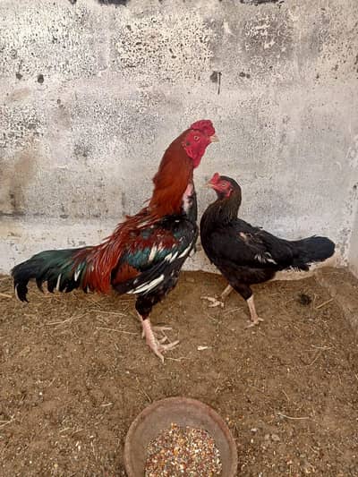 aseel mianwali pair