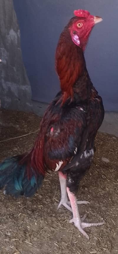 aseel mushka shamoo cross q