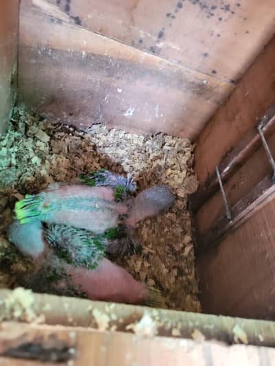 Raw parrot chicks Talking green parrot