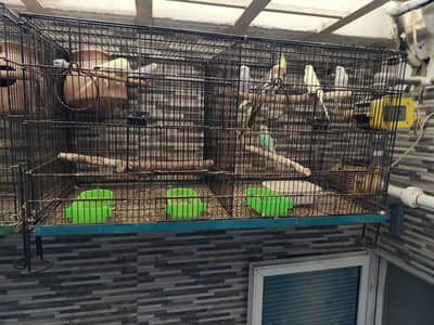 Birds setup for sale