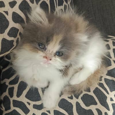 Persian kittens available