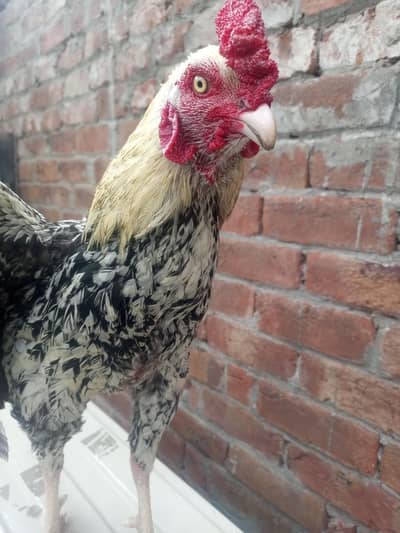 original cross - Last Piece