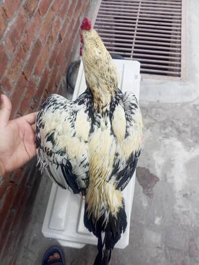 original cross - Last Piece