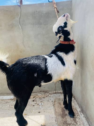 White eye male goat