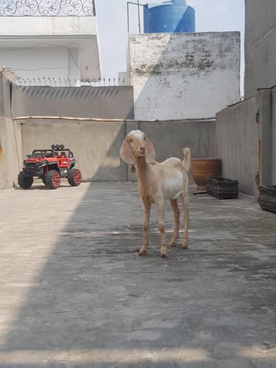 teddy bakri & desi bakri