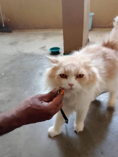 meeting ke liye available hai four note sel WhatsApp number 0300368118