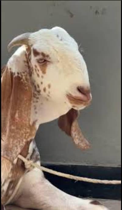 qurbani wala Bakra