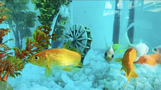 Fish Aquarium Tank Complete Setup – Full Box Available