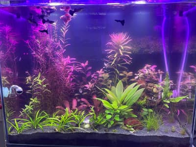 aquarium live plants