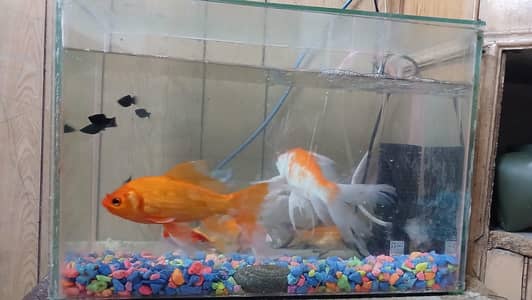 Aquirium for sale with Fishes