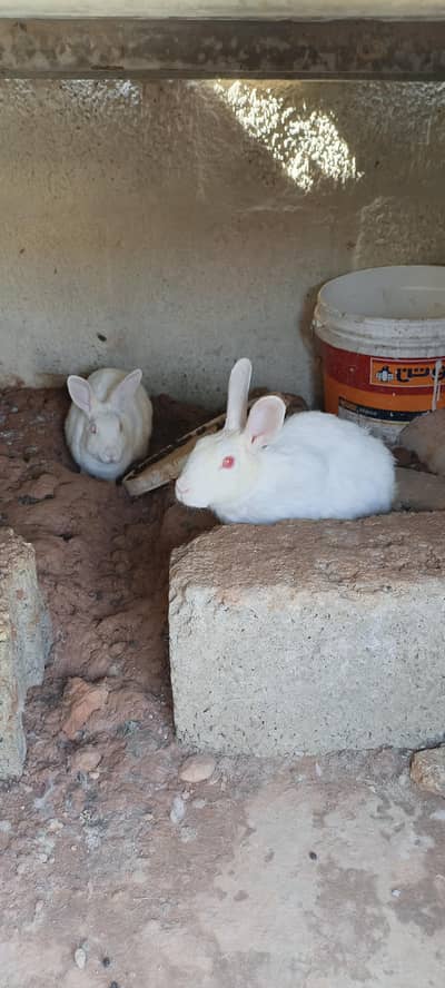 white red eyes breeders