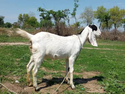 Bakri for sale gaban ha 15 din Lity ha bacha deny ma