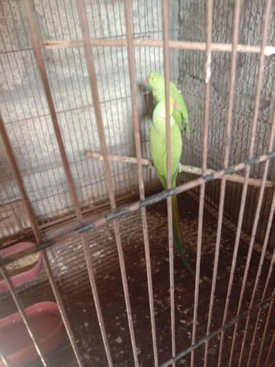 Green  Ringneck parrot